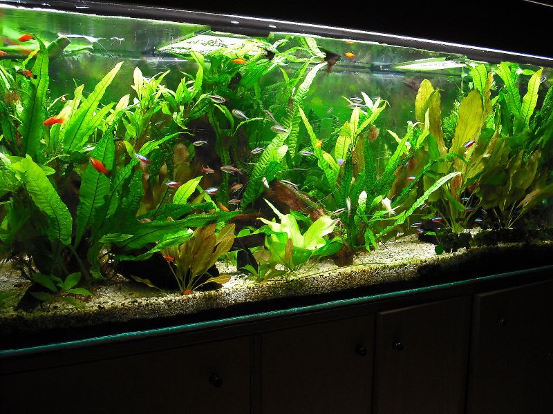 Forum ZubehÃ¶r » Fluval FX 5 Vs. Eheim prof3e aqua4you.de