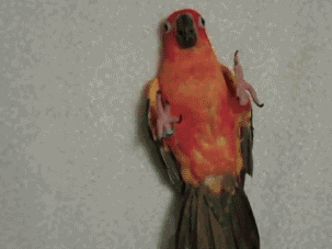 inbird.gif