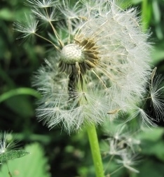 Pusteblume