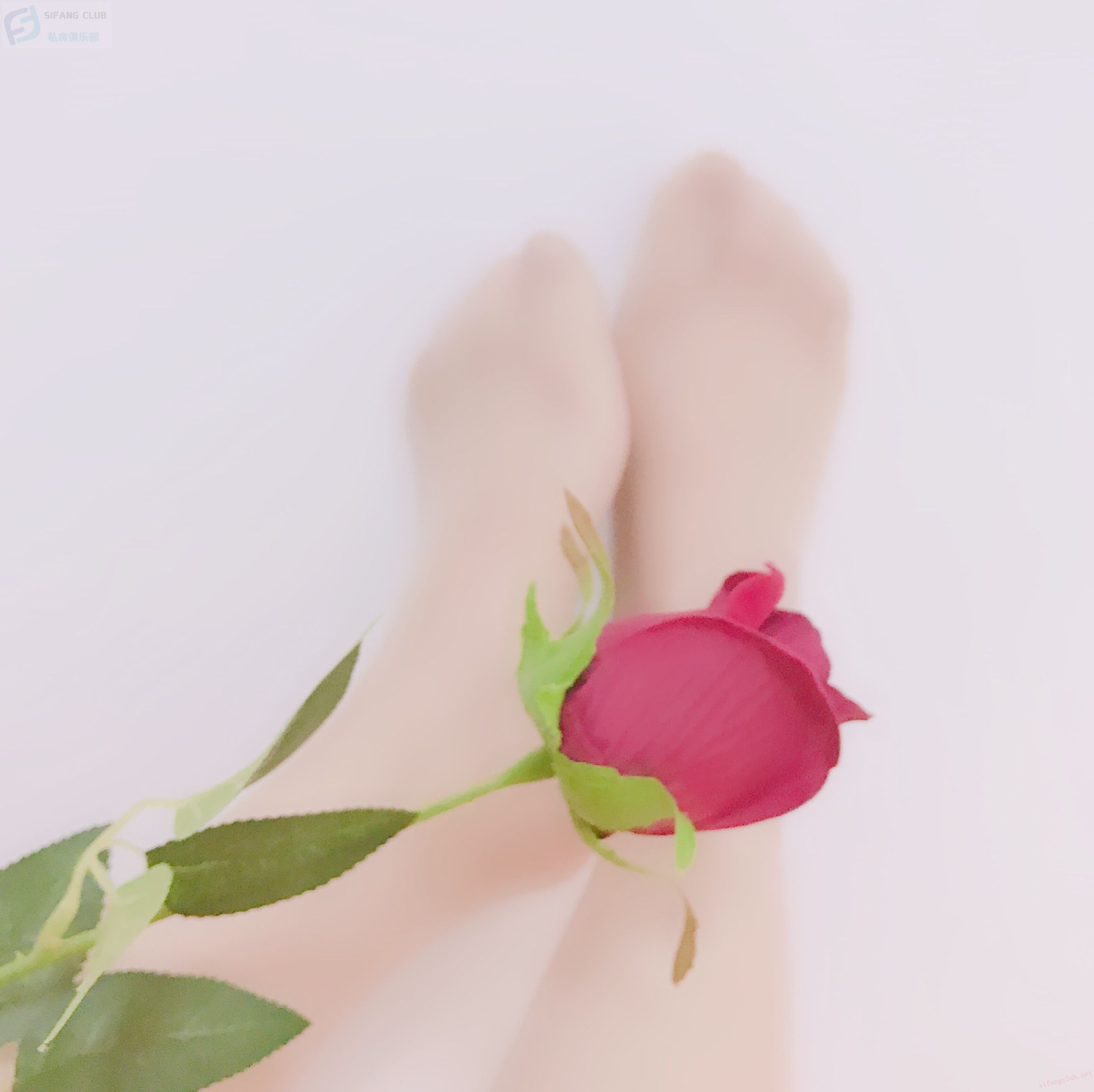 美女与玫瑰 [22P]
