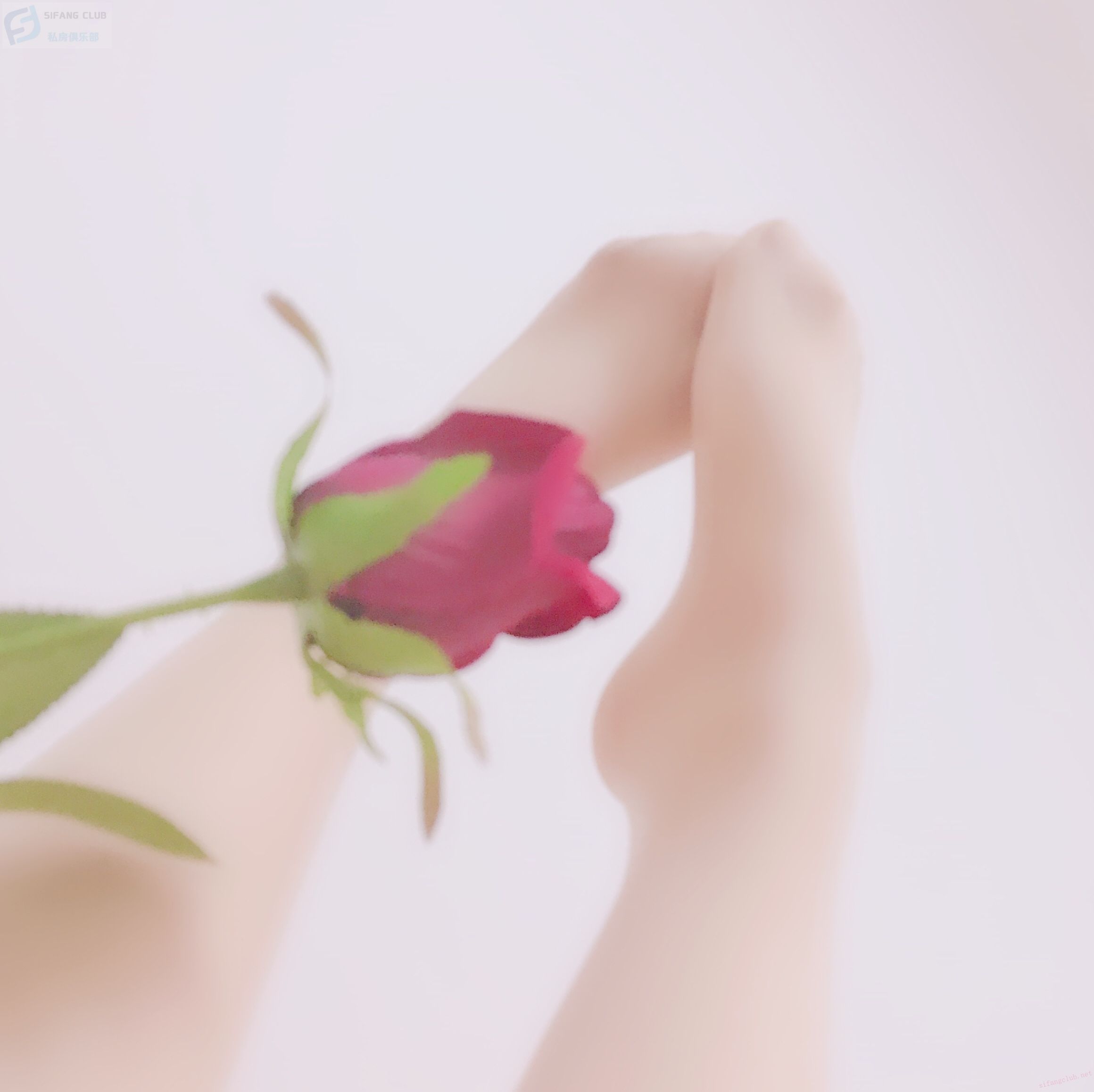 美女与玫瑰 [22P]